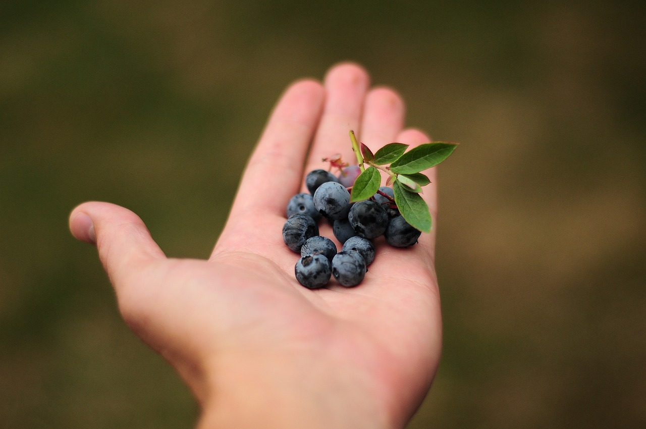 All You Need to Know About Organic Hydroponics